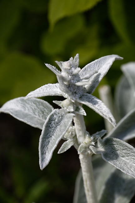 Jardin des Impressionnistes-MAI14-089